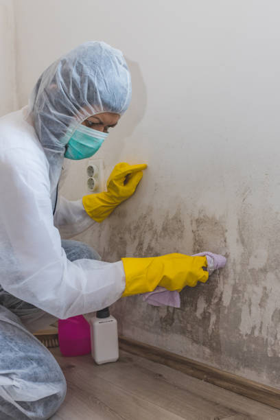  Fayetteville, NY Mold Removal Pros