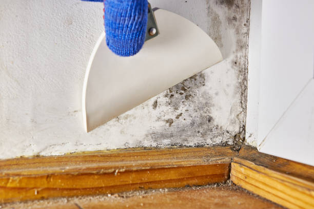 Best Commercial Mold Inspection  in Fayetteville, NY